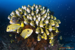 Bouquet of Sweetlips
Raja4Divers, West Papua, Indonesia
... by Gabriela Meier 